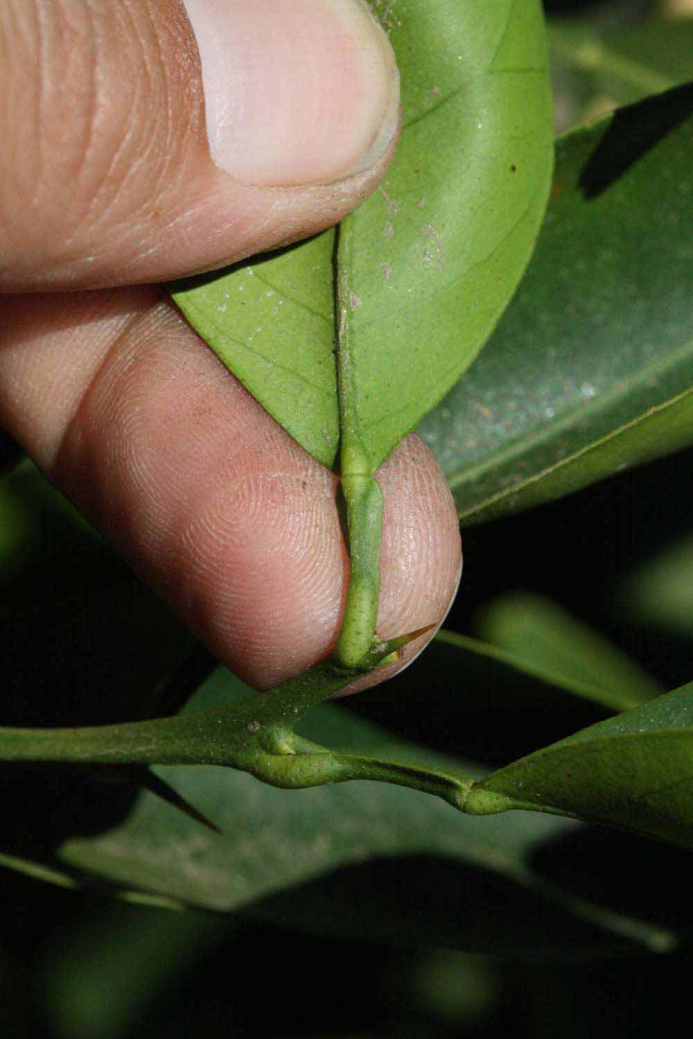              Petiole (Winter Haven, FL)       